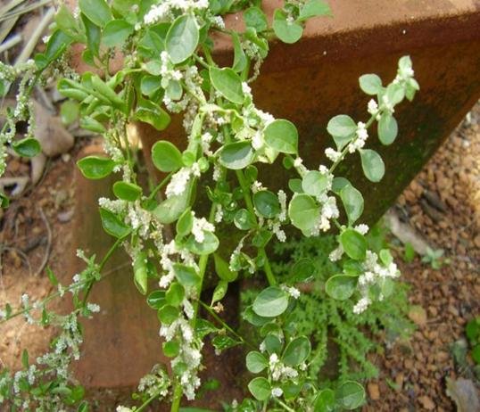 Cherula -Aerva lanata